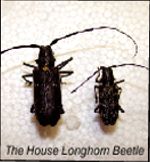 The House Longhorn Beetle, one of the varieties of beetle whose larvae cause woodworm in wood. Contact Tirconaill Damp Proofing for identification and treatment of woodworm The House Longhorn Beetle, one of the varieties of beetle whose larvae cause woodworm in wood. Contact Tirconaill Damp Proofing for identification and treatment of woodworm